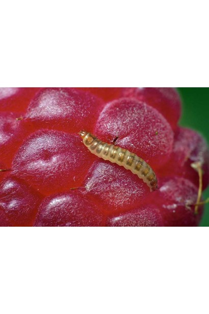 Актеллік‌ ‌500‌ ‌ЕС, 6 г