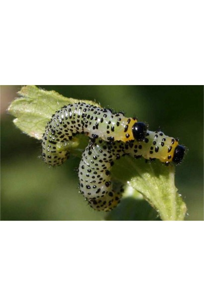 Енжіо® 247 SC, 3,6 мл