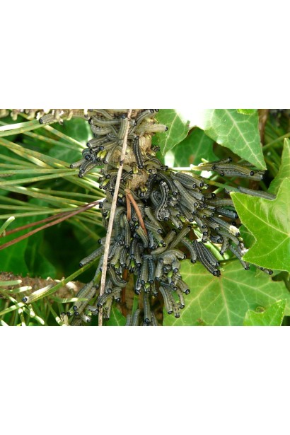 Енжіо® 247 SC, 3,6 мл