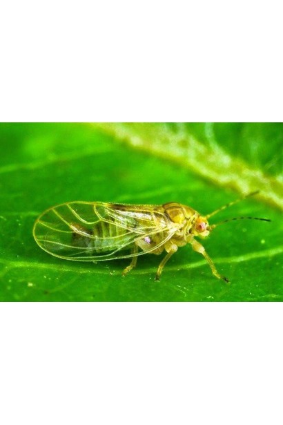 Енжіо® 247 SC, 3,6 мл