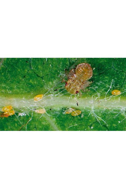 Енжіо® 247 SC, 3,6 мл