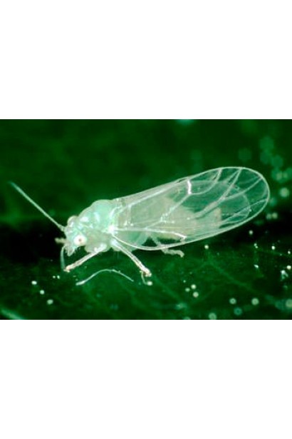 Енжіо® 247 SC, 3,6 мл