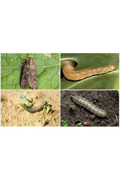 Енжіо® 247 SC, 3,6 мл