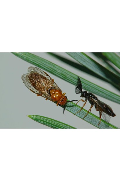 Енжіо® 247 SC, 3,6 мл