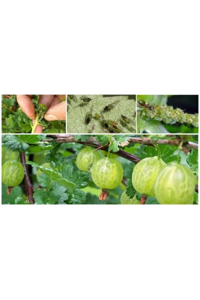 Енжіо® 247 SC, 3,6 мл