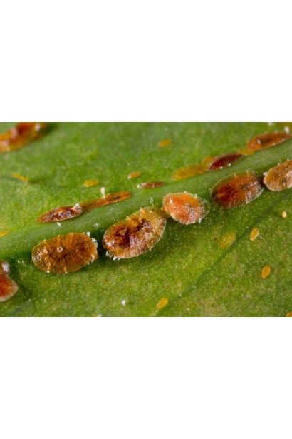 Енжіо® 247 SC, 3,6 мл