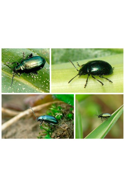 Енжіо® 247 SC, 3,6 мл