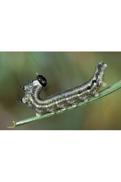 Енжіо® 247 SC, 3,6 мл