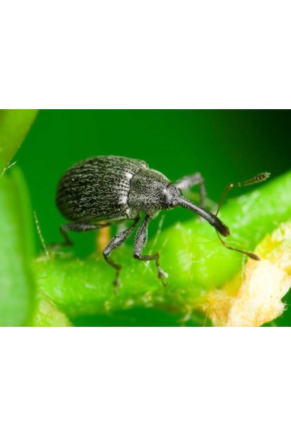 Енжіо® 247 SC, 3,6 мл