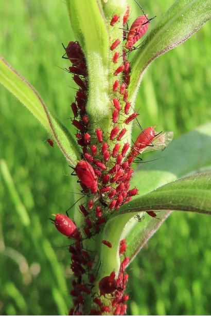 Енжіо® 247 SC, 3,6 мл