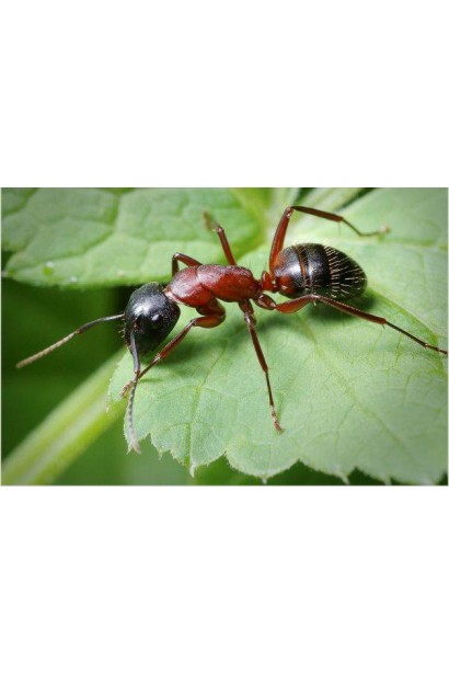 Захисник від мурах