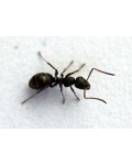Защитник от муравьев