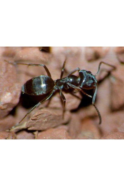 Захисник від мурах