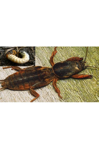 Ініціатор, 25 г