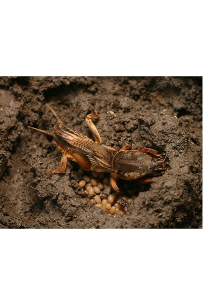 Ініціатор, 25 г