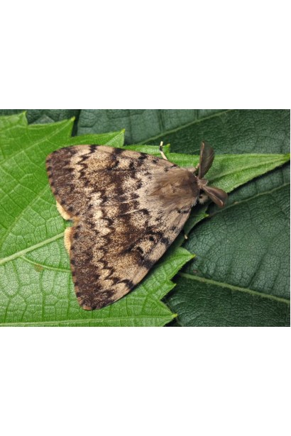 Ініціатор, 25 г