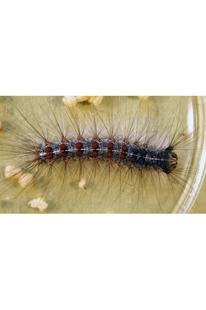 Ініціатор, 25 г