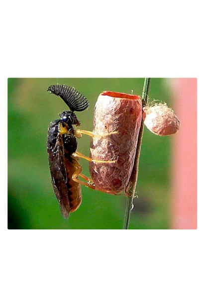 Ініціатор, 25 г