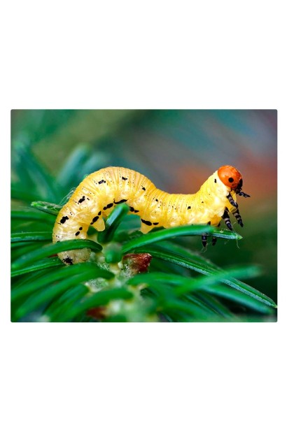 Ініціатор, 25 г