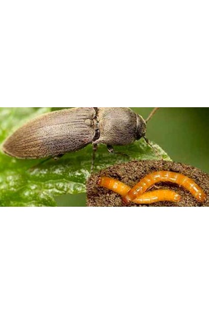 Ініціатор, 25 г