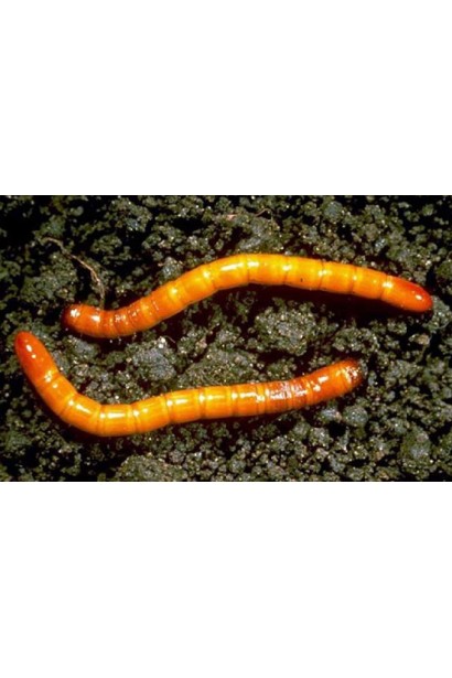 Ініціатор, 25 г