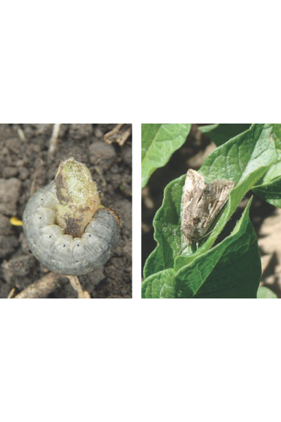 Ініціатор, 25 г