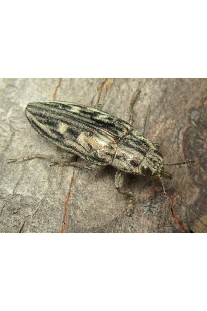 Ініціатор, 25 г