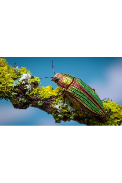 Ініціатор, 25 г