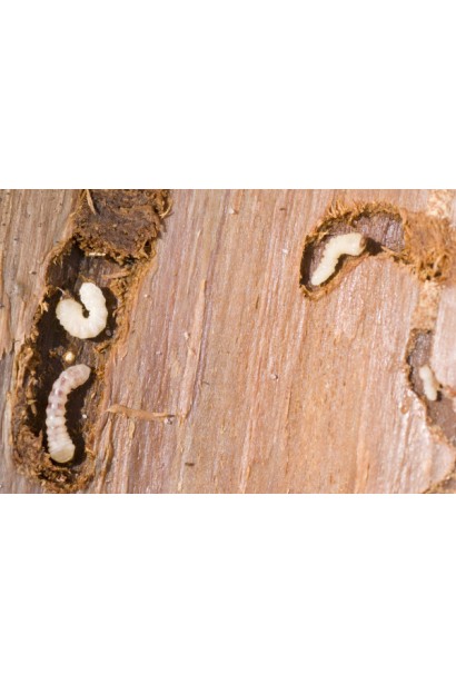 Ініціатор, 25 г