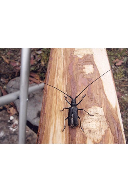 Ініціатор, 25 г