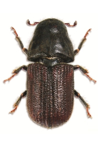 Ініціатор, 25 г