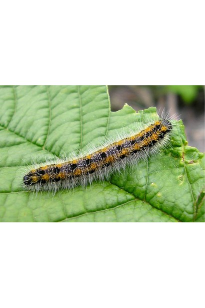 Матч 050 ЕС, 4 мл