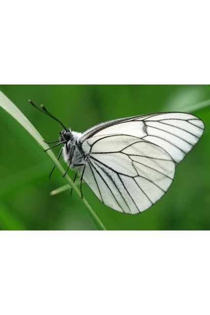 Матч 050 ЕС, 4 мл