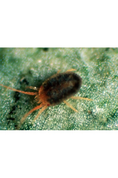 Матч 050 ЕС, 4 мл