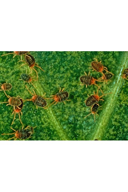 Матч 050 ЕС, 4 мл