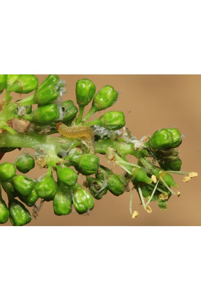 Матч 050 ЕС, 4 мл