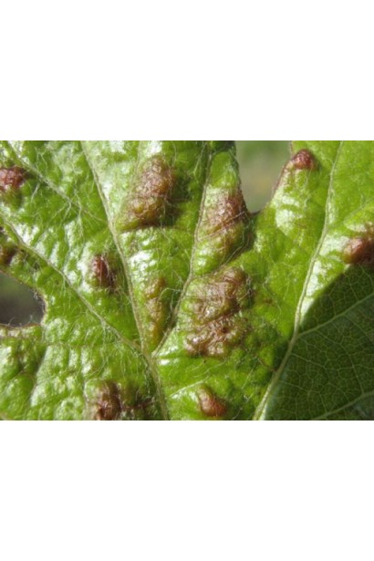 Матч 050 ЕС, 4 мл