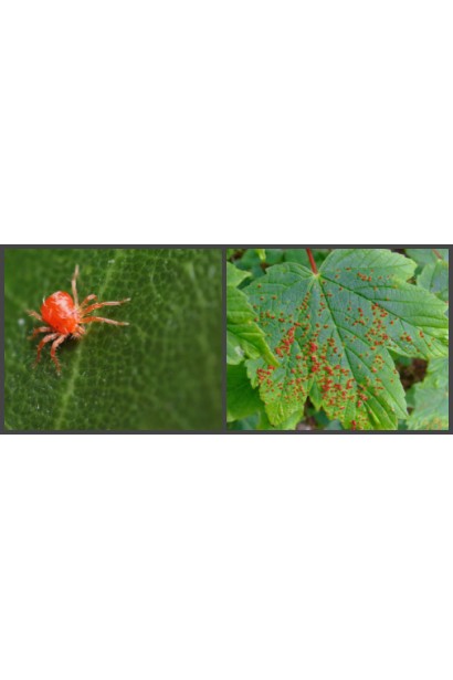 Матч 050 ЕС, 4 мл