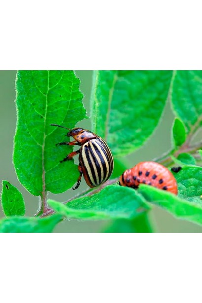 Інсектицид працює проти сисних і листогризучих шкідників.