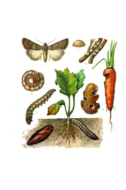 Засіб знищує шкідників овочевих культур і декоративних рослин.