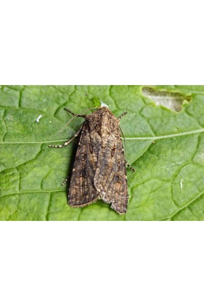 Препарат діє на попелиць, трипсів, щитівок та інших комах.