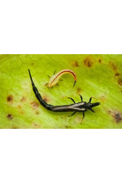 Прованто Вернал 480 SC – ефективний інсектицид проти шкідників саду.