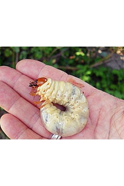 Прованто Вернал 480 SC