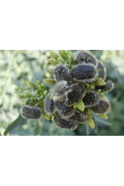 Препарат ефективний проти щитівок і червеців на плодових культурах.