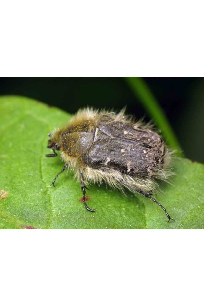 Прованто Вернал 480 SC