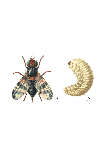 Прованто Вернал 480 SC