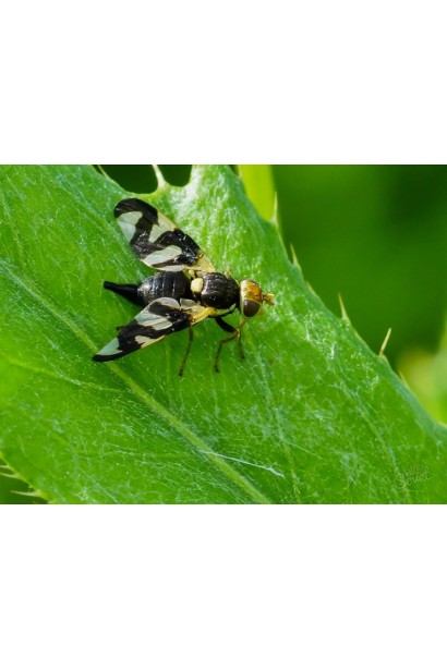 Інсектицид Прованто Вернал забезпечує надійний захист плодових дерев.
