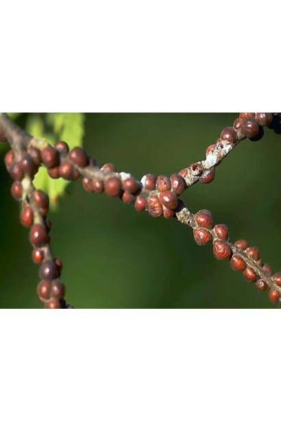 Прованто Максі, 5 г