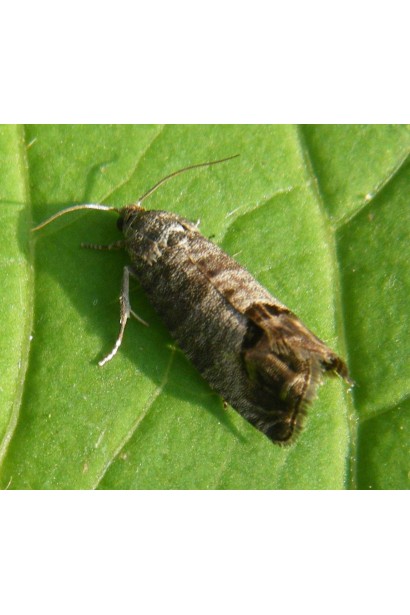 Прованто Максі, 5 г