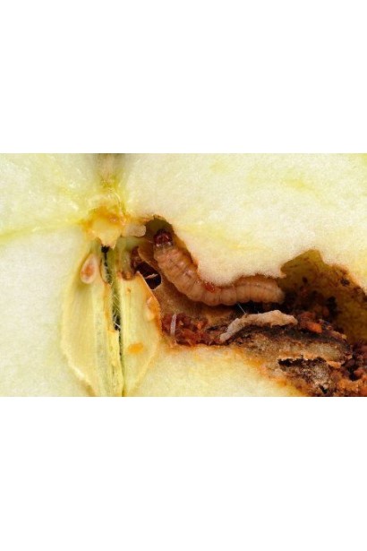 Прованто Максі, 5 г